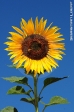 Natur