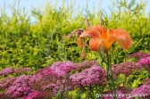 Natur