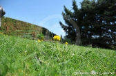 Natur