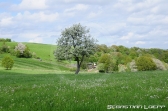 Birkenfelder Löwenrallye 2013